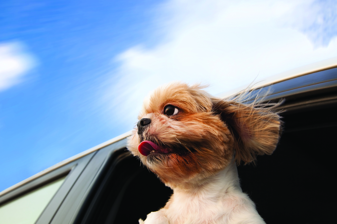 Pets Injured in a Car Accidents - What Can You Do?