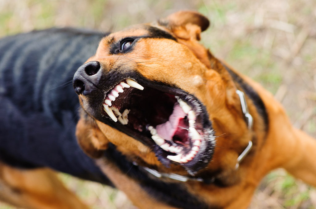 Animal Attack and Dog Bite Lawyers | Richard Harris Law Firm